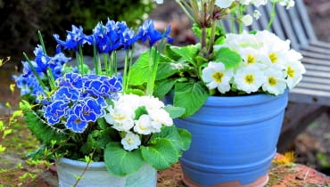 pierwiosnek bezłodygowy w odmianach niskich i wysokich wraz z irysami żyłkowanymi. pierwiosnek bezłodygowy w odmianach niskich i wysokich wraz z irysami żyłkowanymi.