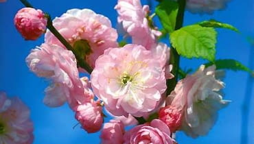 Migdałowiec trójklapowy, migdałek, Prunus triloba, Amygdalus triloba