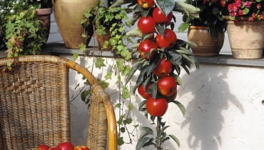 Ballerinab umchen, S ulenapfelbaum, Malus domestica Ballerina SLOWA KLUCZOWE: 60007 appel Apple Balcony/terrace in pot Balkon/terras in pot Ballerina Compleet product Complete product domestica DVEBM Fruit Fruits Malus Malus domestica Ballerina rood Westland Hochformat