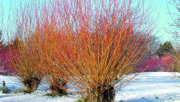 Wierzba biała 'Vitellina' (Salix alba) Wierzba biała 'Vitellina' (Salix alba)