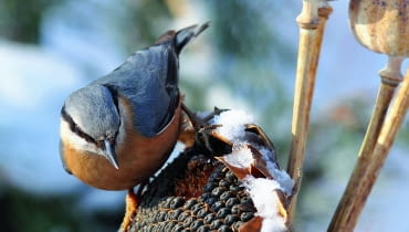 Kowalik, podobnie jak inne ptaki, nie pogardzi słonecznikiem. Kowalik, podobnie jak inne ptaki, nie pogardzi słonecznikiem.