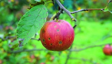 Pokryte plamami lub gnijące jabłka wyrzucajmy w całości, bo toksyny wytworzone przez grzyby znajdują się w całym owocu. Pokryte plamami lub gnijące jabłka wyrzucajmy w całości, bo toksyny wytworzone przez grzyby znajdują się w całym owocu.