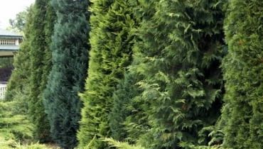 Żywopłot z iglaków 05.07.2006 WARSZAWA , DOBRZYCA K/KOSZALINA, CENTRUM OGRODNICZE HORTULUS