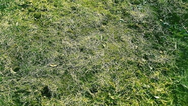 ZNISZCZONY TRAWNIK MECH FOT. PAWEL SLOMCZYNSKI / AGENCJA GAZETA PUBLIKACJA OGRODY NR 9 (53) - 9.2003 PUBLIKACJA OGRODY NUMER SPECJALNY 2/2005 - TRAWNIK - 6.2005