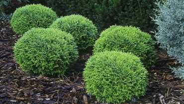 Żywotnik zachodni 'Danica'. Tuje, iglaki, krzewy ozdobne Żywotnik zachodni 'Danica'. Tuje, iglaki, krzewy ozdobne