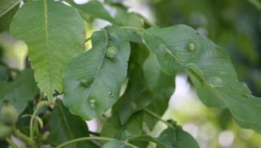 Pilśniowiec atakuje niemal wszystkie liście na drzewie orzecha włoskiego. Choroby roślin, szkodniki
