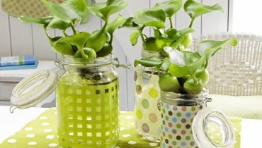 Hiacynty wodne w kolorowych naczyniach Rośliny wodne