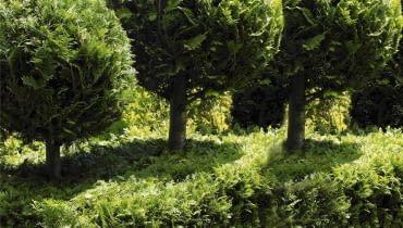 cyprysik lawsona Chamaecyparis obtusa 'Golden Wonder'. (faux-cypres), taillé en boule, Golden hinoke cypress, Cupressaceae, Conifere, Feuillage persistant, Collection du jardin botanique de la Presle. Brochet Lanvin SLOWA KLUCZOWE: Pflanze Pflanzen Topiari Topiary kugelartig