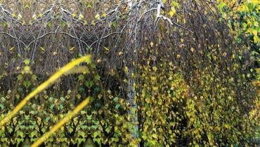BRZOZA BRODAWKOWATA 'YOUNGII' (Betula verrucosa) traci jesienią liście, odsłaniając malownicze białe gałęzie i pień BRZOZA BRODAWKOWATA 'YOUNGII' (Betula verrucosa) traci jesienią liście, odsłaniając malownicze białe gałęzie i pień