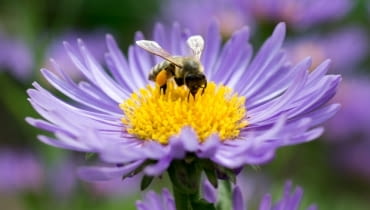 To nie szkodzi owadom To nie szkodzi owadom