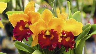 'Yellow Royalty' w słonecznej żółci z kroplą czerwieni.