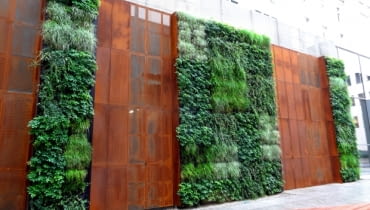 Wrocławska zielona ściana przy Urzędzie Miejskim Wrocławska zielona ściana przy Urzędzie Miejskim