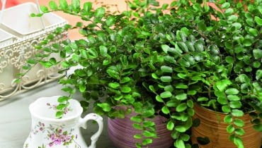 Ciemnotka okrągłolistna osiąga 15-20 cm. Jej liście złożone z drobnych ciemnozielonych listków, wyginają się łukowato w dół. Roślina dobrze czuje się w półcieniu. 28.08.2008 WARSZAWA SESJA ROSLINY WE WNETRZUNZ PAPROCIE - CIEMNOTKA OKRAGLOLISTNADLA CZASOPISMA KWIETNIKFOT. ARKADIUSZ SCICHOCKI / AGENCJA GAZETAPUBLIKACJA KWIETNIK NR 11 (167) - 11 2008