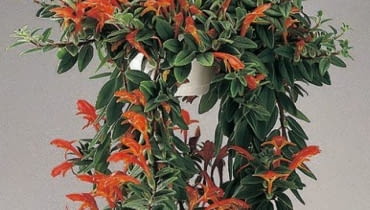 Kolumnea najlepiej rośnie w wiszących doniczkach. Jej pędy skracamy po kwitnieniu. Kolumnea najlepiej rośnie w wiszących doniczkach. Jej pędy skracamy po kwitnieniu.