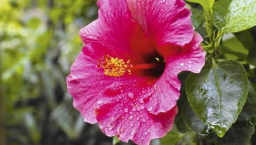 Róża chińska (Hibiscus rosa-sinensis) porażona przez plamistość liści słabiej rośnie.