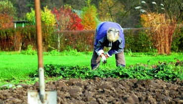 Grządki przekopujemy i pozostawiamy na zimę w tzw. ostrej skibie Grządki przekopujemy i pozostawiamy na zimę w tzw. ostrej skibie