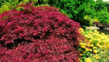 Klon palmowy (Acer palmatum) 'Atropurpureum' Klon palmowy (Acer palmatum) 'Atropurpureum'