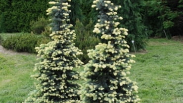 Świerk kłujący (Picea pungens) 'Białobok'. Iglaki