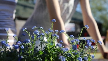 Ogród w mieście Ogród w mieście