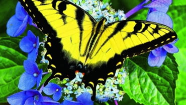 Latem rabaty toną w kwiatach, a nad nimi uwijają się barwne motyle - na zdjęciu letnia forma pazia królowej. Barry Blackburn shutterstock