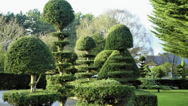 Przycinany cis fantastycznie się zagęszcza. Można z niego formować dowolne bryły. Tę cechę doceniali już twórcy barokowych ogrodów w Europie.