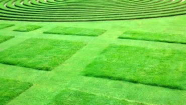 To już nie trawnik, ale prawdziwy ogrodowy dywan o ciekawej fakturze. Wzory uzyskujemy dzięki zmiennej wysokości koszenia.