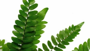 Zajęci poszukiwaniem baśniowego kwiatu paproci, zazwyczaj nie zwracamy uwagi na jej liście. A jest na co popatrzeć... Na świecie jest około 10 tysięcy gatunków paproci. Nic więc dziwnego, że liście wielu z nich wyglądają zupełnie inaczej niż listki znanych nam paprotek, takich jak np. ciemnotka sierpowata ('Pellaea falcata'). 28.08.2008 WARSZAWA SESJA ROSLINY WE WNETRZU PAPROCIE DLA CZASOPISMA KWIETNIK NZ GALAZKA PAPROCI CIEMNOTKA SIERPOWATA ARANZACJA ANETA KOSIBA FOT. ARKADIUSZ SCICHOCKI / AGENCJA GAZETA PUBLIKACJA KWIETNIK NR 11 (167) - 11 2008