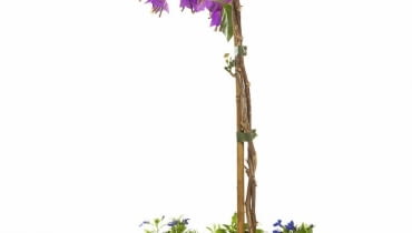 BUGENWILLĘ prowadzoną jako drzewko na pniu (na zdjęciu) bądź jako pnącze warto przyciąć na wiosnę. BUGENWILLĘ prowadzoną jako drzewko na pniu (na zdjęciu) bądź jako pnącze warto przyciąć na wiosnę.