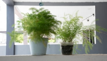 Asparagus drobnokwiatowy Asparagus pierzasty