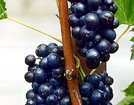 Winorośl 'Medina' Winorośl 'Medina'