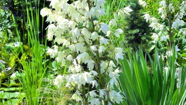 Dzwonkowate kwiaty juki zebrane są w wiechy kwiatostanów. Dzwonkowate kwiaty juki zebrane są w wiechy kwiatostanów.