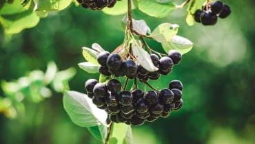 Aronia Aronia