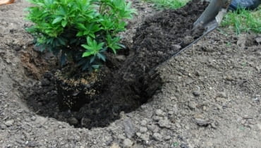 Sadzenie roślin. Bryłę korzeniową obsypujemy glebą Sadzenie roślin. Bryłę korzeniową obsypujemy glebą