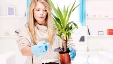 Przesadzanie roślin doniczkowych Przesadzanie roślin doniczkowych