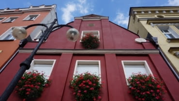 Burza czerwonych pelargonii na fasadzie zabytkowej kamienicy - jak widać, nie trzeba balkonu, aby wyeksponować urodę kwiatów.