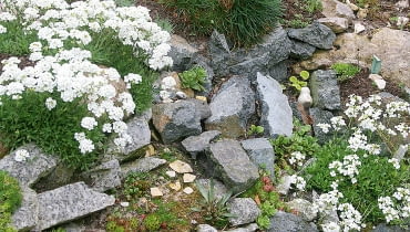 Schivereckia podolica Saxifraga arendsii i fragment skalniaka