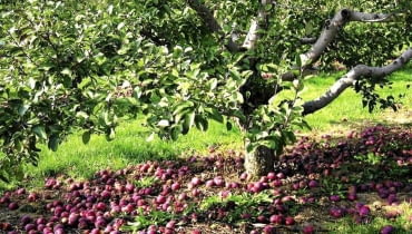 Jesienią spady owoców trzeba starannie zbierać. Porażonych owoców nie kompostujemy, by nie roznosić chorób Jesienią spady owoców trzeba starannie zbierać. Porażonych owoców nie kompostujemy, by nie roznosić chorób