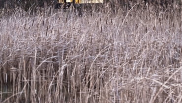 niemcy, dom, drewno, elewacja