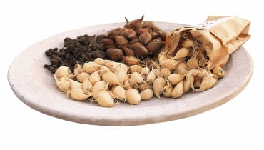 Sadzimy cebulowe bollen planten in tuin SLOWA KLUCZOWE: Planting flower bulbs 2013 Planting flower bulbs Bloembollen planten ZDJĘCIE DO WKŁADKI: Dry Bulbs & Springflowering bulbs