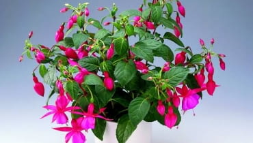 Co zrobić, by fuksja odżyła po zimie? Co zrobić, by fuksja odżyła po zimie?