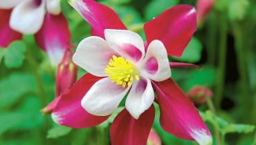 Orlik błękitny 'Georgia'