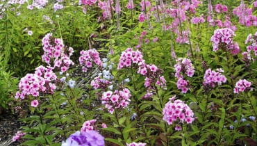 Phlox paniculata Phlox paniculata cultivars at Zur Linden Nursery, Linne. From front 'Le Mahdi' -blue, 'Sommerfreude', Rosenteller, Juliglut (dark orange-pink) SLOWA KLUCZOWE: Blume Close Up Close-up Detail Display Duft Garten Juli krautig Nahaufnahme Perennial Pflanze Portrait Sommer Staude duftend krautige pink rosa rosafarben