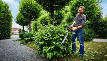 Dzięki poręcznym nożycom do żywopłotu Stihl HSA 66 bez większego trudu utrzymamy w ryzach nasze krzewy ok. 1000 zł Dzięki poręcznym nożycom do żywopłotu Stihl HSA 66 bez większego trudu utrzymamy w ryzach nasze krzewy ok. 1000 zł