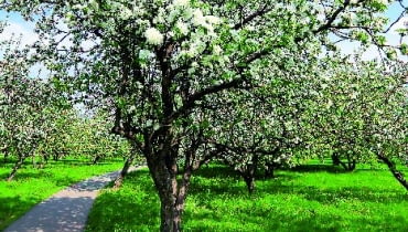 Gałązki rajskich jabłonek gęsto obsypane drobnymi owocami robią naprawdę duże wrażenie... Gałązki rajskich jabłonek gęsto obsypane drobnymi owocami robią naprawdę duże wrażenie...
