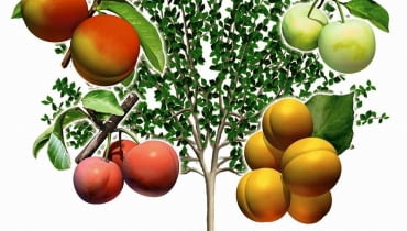 SZCZEPIENIE UPRAWA DRZEW OWOCOWYCH DRZEWKO SZCZEPIONE DRZEWO OWOCOWE PIEC ODMIAN NA JEDNYM PNIU WIELOOWOCOWE MORELA ODMIANA EARLY ORANGE BRZOSKWINIA ODMIANA HARNAS SLIWA PRUNUS ODMIANA RENKLODA ULENA WEGIERKA DABROWICKA SLIWA JAPONSKA ODMIANA SANTA ROSA RYS. WAWRZYNIEC SWIECICKI PUBLIKACJA KWIETNIK NR 8 (104) - 8.2003 DO JEDNORAZOWEGO WYKORZYSTANIA SLOWA KLUCZOWE: GRAFIKA DRZEWA OGRODNICTWO ROSLINY