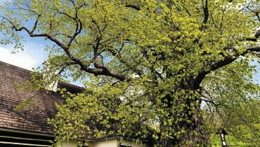 Prastara lipa obejmująca konarami ludzkie domostwo - symboliczny obraz naszego przyjaznego współistnienia