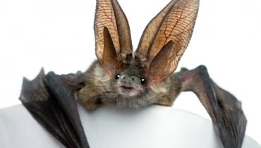 Nietoperzy nie wolno wybudzać z hibernacji, bo osłabione nie doczekają wiosny. Nietoperzy nie wolno wybudzać z hibernacji, bo osłabione nie doczekają wiosny.