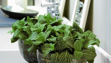 Fitonia. Ta niewielka roślina z dekoracyjnymi liśćmi zmieści się nawet na niewielkiej półce. Można ją również uprawiać w szklanych kulach lub słojach.