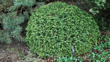 Świerk pospolity 'Little Gem' Świerk pospolity 'Little Gem'