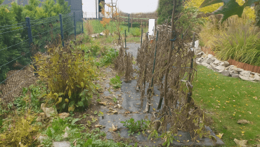 Warzywnik jesienią Warzywnik jesienią